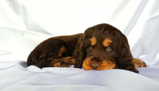 Illustration de l'article : Découvrez comment adopter votre futur chiot ou chaton auprès des meilleurs professionnels grâce à la nouvelle plateforme MeilleursEleveurs.com