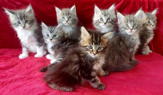 Illustration de l'article : Découvrez comment adopter votre futur chiot ou chaton auprès des meilleurs professionnels grâce à la nouvelle plateforme MeilleursEleveurs.com