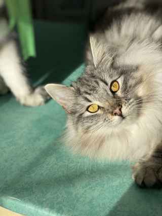 Illustration de l'article : Découvrez comment adopter votre futur chiot ou chaton auprès des meilleurs professionnels grâce à la nouvelle plateforme MeilleursEleveurs.com