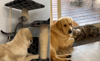 Illustration de l'article : Après avoir adopté un chiot et un chaton à quelques mois d’intervalle, une jeune femme est stupéfaite par l’attitude des 2 animaux (vidéo)