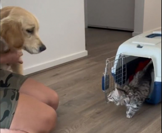 Illustration de l'article : Après avoir adopté un chiot et un chaton à quelques mois d’intervalle, une jeune femme est stupéfaite par l’attitude des 2 animaux (vidéo)