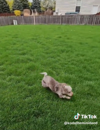 Illustration de l'article : En découvrant le jardin qui sera le sien, un chien fait montre d’une énergie débordante (vidéo)