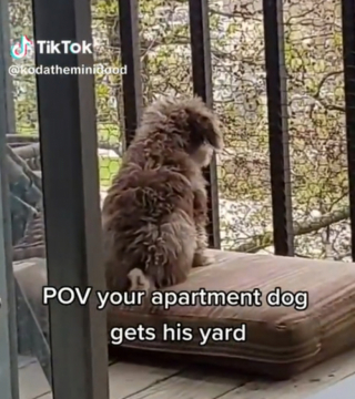 Illustration de l'article : En d&eacute;couvrant le jardin qui sera le sien, un chien fait montre d&rsquo;une &eacute;nergie d&eacute;bordante (vid&eacute;o)