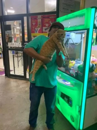 Illustration de l'article : En jouant sur une machine à pince, un homme gagne 2 peluches dont une qui s’avère être un chat