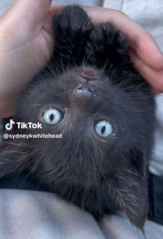 Illustration de l'article : Abandonné sur une autoroute fréquentée, un petit chaton reçoit l’aide providentielle d’un homme héroïque (vidéo)