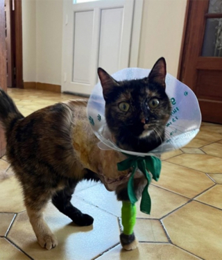 Illustration de l'article : Les propriétaires d’un chat le retrouvent avec effroi, la patte prise au piège dans un dispositif illégal