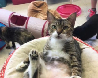 Illustration de l'article : Abandonn&eacute;e &agrave; trois reprises, une chatte de retour au refuge apprend &agrave; se reconstruire pour appr&eacute;hender la suite de son existence (vid&eacute;o)