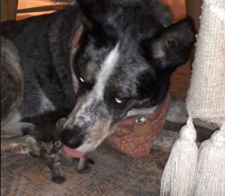 Illustration de l'article : Cette chienne protectrice qui considère le chaton de la famille comme son propre petit brise tous les préjugés (vidéo)