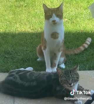 Illustration de l'article : Ami fidèle, ce félin attend désespérément le retour du chat du voisin tristement disparu (vidéo)