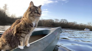 Illustration de l'article : Faites connaissance avec Tilly, une chatte aventurière qui adore accompagner sa maîtresse en canoë