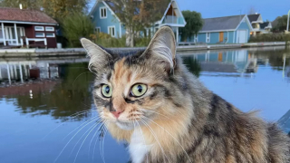 Illustration de l'article : Faites connaissance avec Tilly, une chatte aventurière qui adore accompagner sa maîtresse en canoë