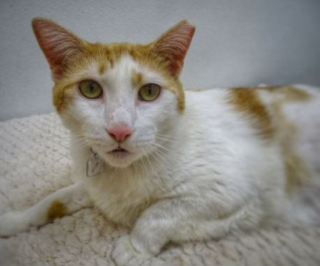 Illustration de l'article : Apr&egrave;s un terrible diagnostic m&eacute;dical, un chat condamn&eacute; se remet miraculeusement