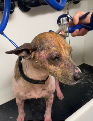 Illustration de l'article : Abandonnée près des poubelles, cette chienne trouve du réconfort auprès d’une grosse peluche (vidéo)