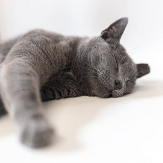 Illustration de l'article : Gray Belle, une petite chatte timide, est restée près de 7 ans à attendre sa famille pour toujours dans un refuge (vidéo)