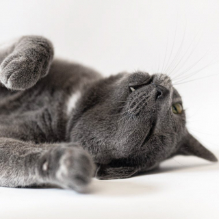 Illustration de l'article : Gray Belle, une petite chatte timide, est restée près de 7 ans à attendre sa famille pour toujours dans un refuge (vidéo)