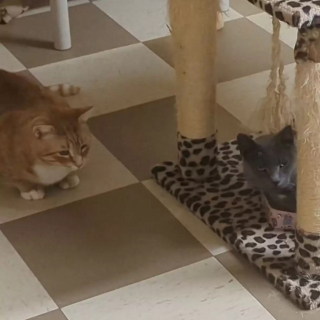 Illustration de l'article : Gray Belle, une petite chatte timide, est restée près de 7 ans à attendre sa famille pour toujours dans un refuge (vidéo)