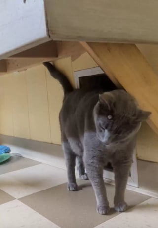 Illustration de l'article : Gray Belle, une petite chatte timide, est restée près de 7 ans à attendre sa famille pour toujours dans un refuge (vidéo)