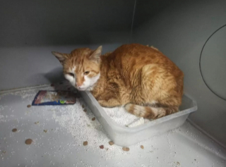 Illustration de l'article : Blessé à la patte et en détresse, ce chat errant sait exactement où trouver de l’aide (vidéo)