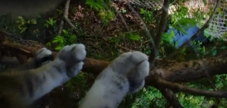 Illustration de l'article : Équipé de « la plus petite caméra d’action au monde », un chat ouvre la porte de son quotidien à son maître et aux internautes (vidéo)