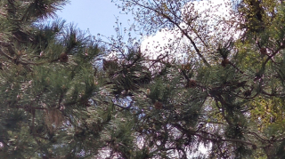 Illustration de l'article : En restant coinc&eacute;e dans un arbre, une chatte suscite l&rsquo;inqui&eacute;tude des r&eacute;sidents d&rsquo;une maison de retraite (vid&eacute;o)