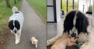 Illustration de l'article : La complicité entre un grand Landseer et un minuscule Teckel attendrit Internet (vidéo)