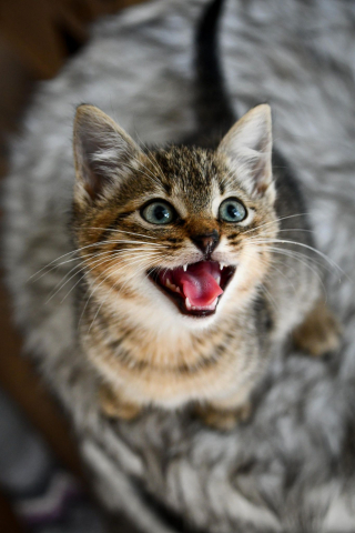 Illustration de l'article : 2 chatons orphelins se soutiennent mutuellement dans les mauvais comme dans les bons moments