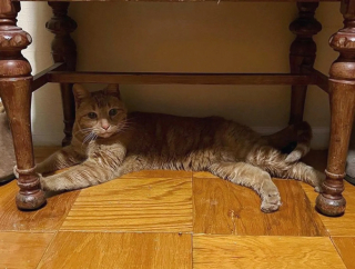 Illustration de l'article : Atteint de polydactylie, un chat persévérant tente tout pour sortir de sa condition et rencontrer sa future famille (vidéo)