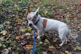 Illustration de l'article : Apr&egrave;s la perte de ses deux yeux, ce chien retrouv&eacute; dans la rue a d&ucirc; batailler pour appr&eacute;hender son nouveau quotidien