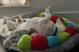 Illustration de l'article : Apr&egrave;s la perte de ses deux yeux, ce chien retrouv&eacute; dans la rue a d&ucirc; batailler pour appr&eacute;hender son nouveau quotidien