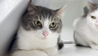 Illustration de l'article : Grâce à une découverte révolutionnaire, une injection à dose unique pourrait remplacer la stérilisation chirurgicale des chattes