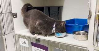 Illustration de l'article : Grâce à une découverte révolutionnaire, une injection à dose unique pourrait remplacer la stérilisation chirurgicale des chattes