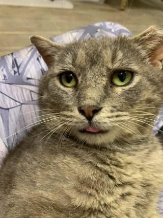 Illustration de l'article : Désireux d’être aimé, un chat errant s’approche d’une bienfaitrice près de son travail et transforme la vie de sa famille d’accueil