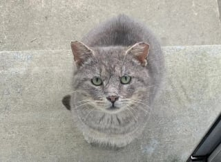 Illustration de l'article : Désireux d’être aimé, un chat errant s’approche d’une bienfaitrice près de son travail et transforme la vie de sa famille d’accueil