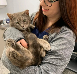 Illustration de l'article : Désireux d’être aimé, un chat errant s’approche d’une bienfaitrice près de son travail et transforme la vie de sa famille d’accueil