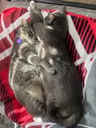 Illustration de l'article : Désireux d’être aimé, un chat errant s’approche d’une bienfaitrice près de son travail et transforme la vie de sa famille d’accueil