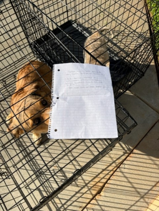 Illustration de l'article : Un refuge trouve 2 chiens abandonnés devant sa porte avec un mot déchirant de leur ancien propriétaire