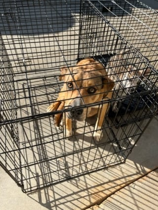 Illustration de l'article : Un refuge trouve 2 chiens abandonnés devant sa porte avec un mot déchirant de leur ancien propriétaire