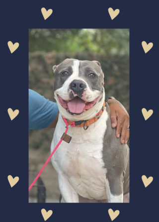 Illustration de l'article : Un chien au visage enfl&eacute; &agrave; cause de sa cha&icirc;ne se pr&eacute;pare pour un nouveau d&eacute;part