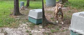 Illustration de l'article : Une chienne effrayée par la tempête reçoit du réconfort de la part de son ami le chat (vidéo)