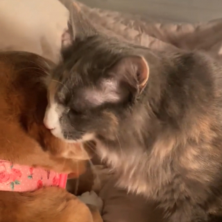 Illustration de l'article : Une chienne effrayée par la tempête reçoit du réconfort de la part de son ami le chat (vidéo)