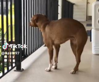 Illustration de l'article : Cette chienne rêvait d’avoir un jour un jardin : elle laisse exploser sa joie lorsque ses maîtres exaucent son vœu (vidéo)