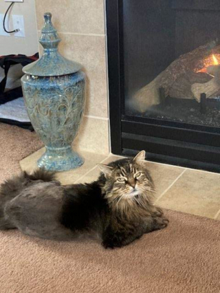 Illustration de l'article : Pourtant casanière, cette chatte a disparu durant 22 mois avant de réapparaître dans des circonstances étonnantes