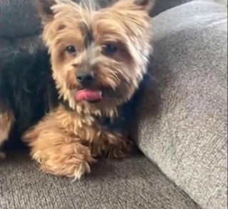 Illustration de l'article : Vol&eacute; &agrave; ses ma&icirc;tres, un Yorkshire a pu &ecirc;tre tir&eacute; d&rsquo;affaire gr&acirc;ce &agrave; une passante observatrice