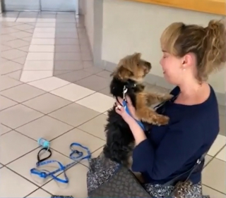 Illustration de l'article : Vol&eacute; &agrave; ses ma&icirc;tres, un Yorkshire a pu &ecirc;tre tir&eacute; d&rsquo;affaire gr&acirc;ce &agrave; une passante observatrice