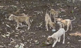 Illustration de l'article : Les vacances d'une femme se transforment en opération de sauvetage pour venir au secours d'un chien errant