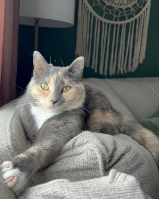 Illustration de l'article : « Trop affectueuse » pour ses propriétaires, une adorable chatte calico adoptée pendant la pandémie connaît le goût amer de l’abandon (vidéo)