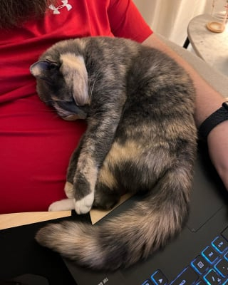 Illustration de l'article : « Trop affectueuse » pour ses propriétaires, une adorable chatte calico adoptée pendant la pandémie connaît le goût amer de l’abandon (vidéo)