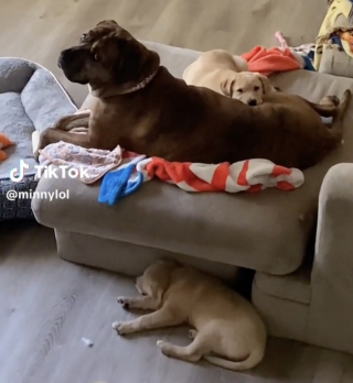 Illustration de l'article : La promenade habituelle d’une jeune femme se transforme soudainement en mission de sauvetage de 2 adorables chiots abandonnés (vidéo)