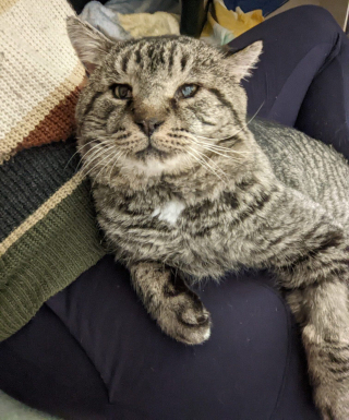 Illustration de l'article : Avec ses bonnes joues, ce chat a fait fondre le cœur d’une jeune femme qui ne comptait pas adopter d’animal