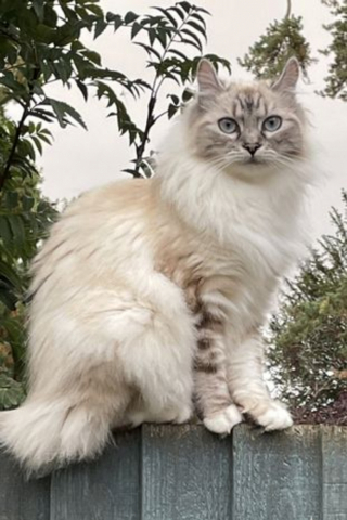 Illustration de l'article : Le choix risqué des vétérinaires tentant d’enlever une aiguille à coudre de l’estomac d’une chatte sans l’opérer